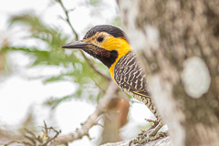 Campo Flicker