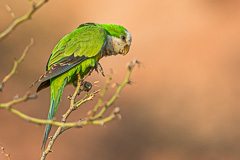 Cliff Parakeet