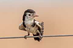 Cock-tailed Tyrant