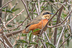 Double-collared Crescentchest