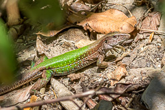 Giant Ameiva