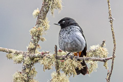 Grey-bellied Flowerpiercer