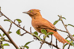 Grey-crested Cacholote