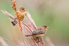 Ibera Seedeater