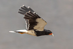 Mountain Caracara