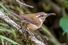 Mountain Wren