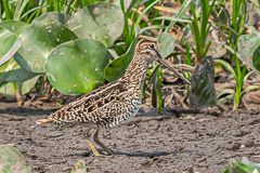 Pantanal Snipe