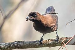 Purplish Jay