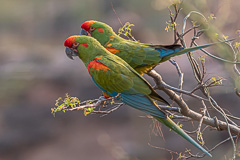 Red-fronted Macaw