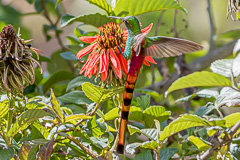 Red-tailed Comet