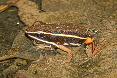 Spot-legged Poison Frog