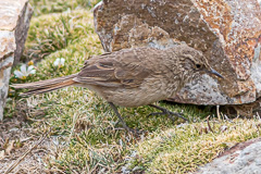 Streak-throated Canastero