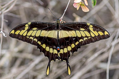 Thoas Swallowtail