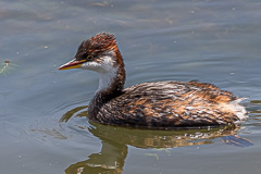 Titicaca Grebe