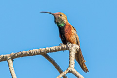 Wedge-tailed Hillstar