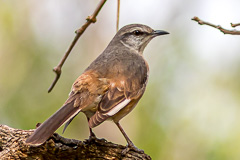 White-banded Mockingbird