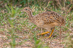 White-bellied Nothura