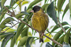 Black-headed Greenfinch