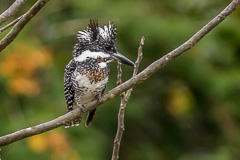 Crested Kingfisher