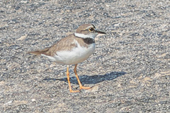 Long-billed Plover