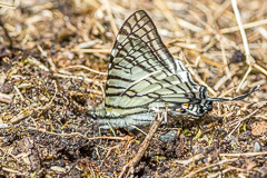 Spectacles Swordtail