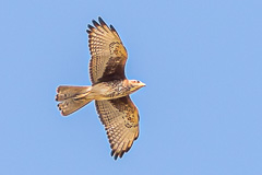 White-eyed Buzzard