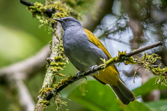 Grey-bellied Bulbul