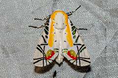 Picasso Moth