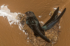 Plume-toed Swiftlet