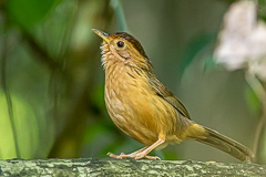 Brown-capped Babbler