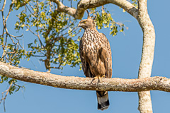 Changeable Hawk-Eagle