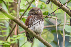 Chestnut-backed Owlet