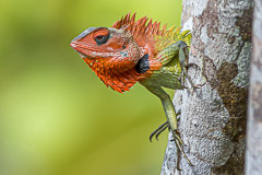 Common Green Forest Lizard