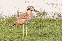 Great Sone-curlew