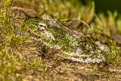 Hollow-snouted Shrub Frog