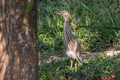 Indian Pond Heron