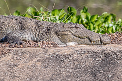 Mugger Crocodile