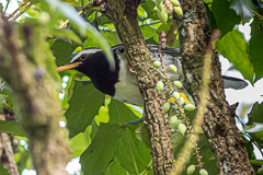 Pied Thrush