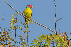 Plum-headed Parakeet