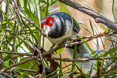 Red-faced Malkoha