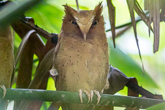 Serendib Scops Owl