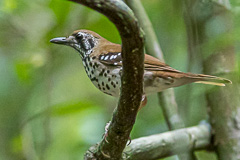 Spot-winged Thrush