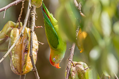 Sri Lanka Hanging Parrot