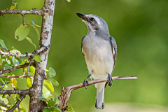 Sri Lanka Woodshrike