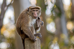 Toque Macaque