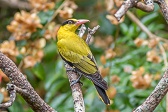 Black-naped Oriole