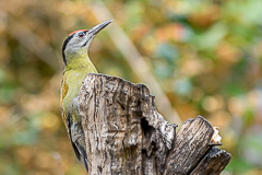 Grey-headed Woodpecker