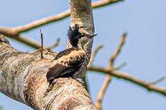 Heart-spotted Woodpecker