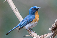 Indochinese Blue Flycatcher