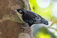 Blue Nuthatch